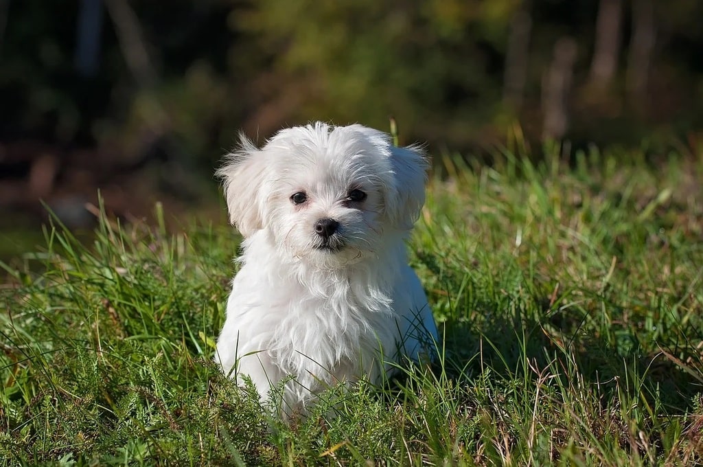 Comprendre les besoins essentiels des chiens