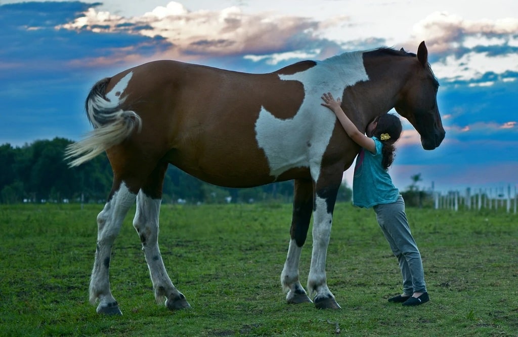 Tout savoir sur le choix de la nourriture pour chevaux